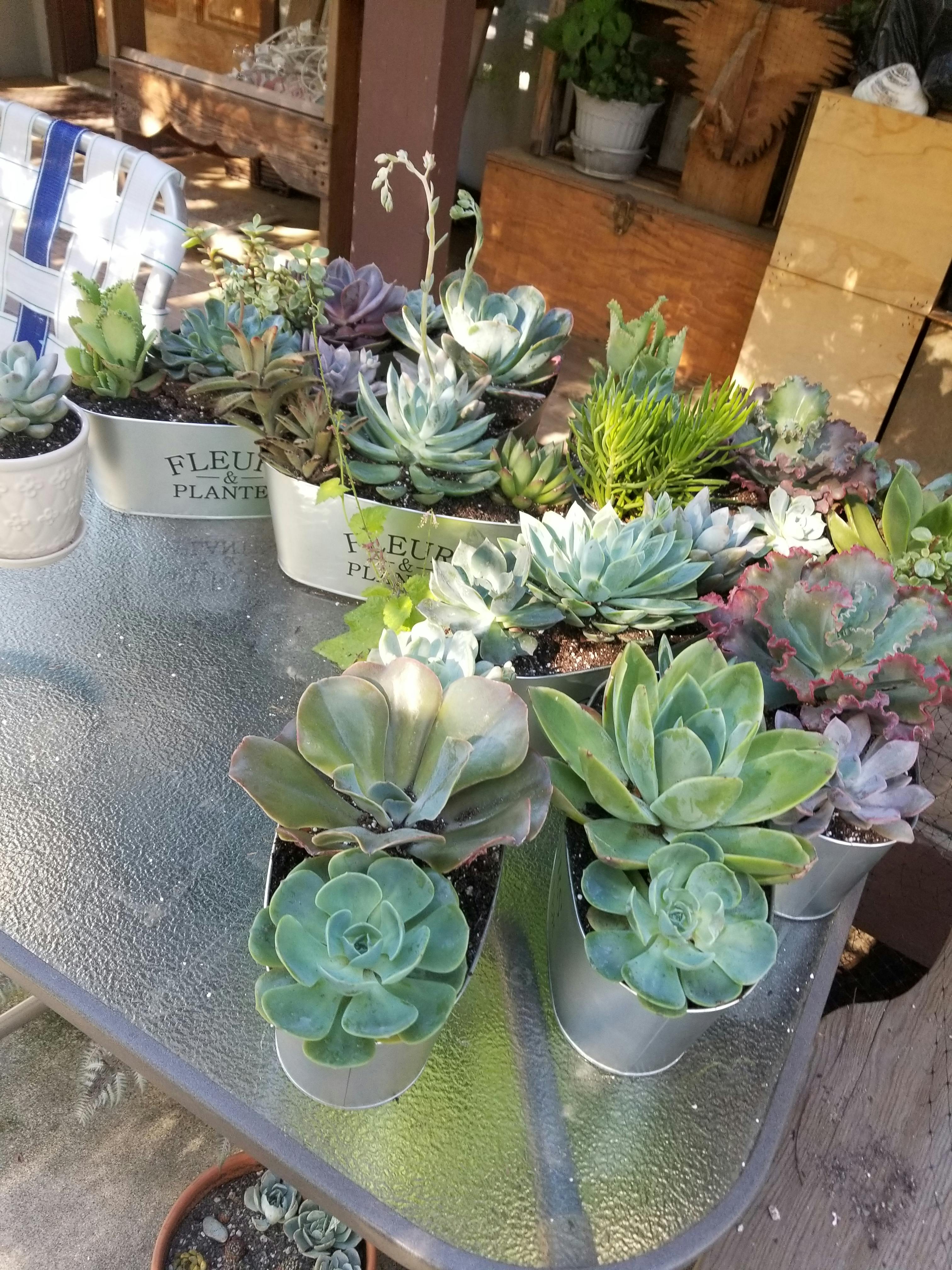 4" Assorted Succulents Wedding Succulent Favors for Sale Bulk Succulents